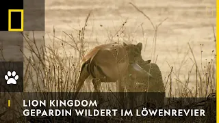 LION KINGDOM - Eine Gepardin wildert im Löwenrevier | National Geographic