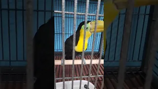 Baby Tucan "Incredible Pets" in Brevard FL