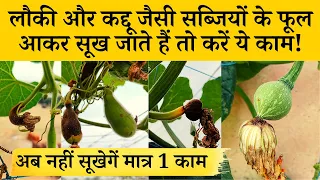 लौकी, कद्दू जैसी सब्जियों के फूल फल आकर सूख जाते हैं तो करें ये काम Why Pumpkin Female Flower Drying