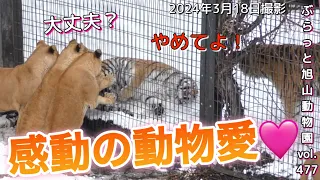 《旭山動物園ライオン&トラ》今日のオリトファミリー。親子ケンカに走る、見守る、仲裁に入る？動物愛がここに！vol477/animal love of lions & tigers is here!