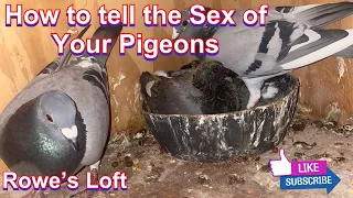 How To Sex Your PIGEONS!! Male & Female