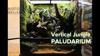 Puddl in the jungle Paludarium '정글 속 웅덩이 팔루다리움' 600*450*600