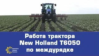 Работа трактора New Holland T6050 при междуряной обработке посевов