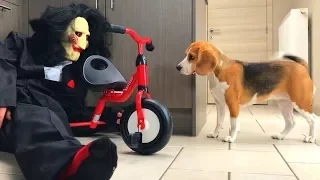 Funny Dog Surprised by JIGSAW