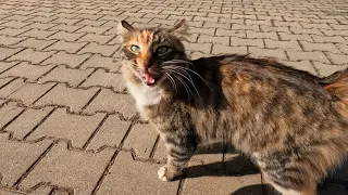 Calico cat with soft fur asks me for food with its cute meows and trills
