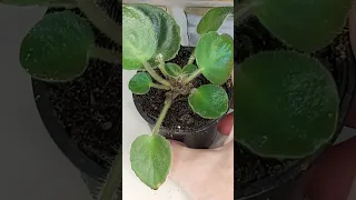 AFRICAN VIOLET QUICK TIP VIDEO - HELP! What Happens If My African Violet Crown Dies? Amazing Result!