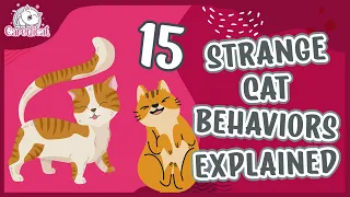 15 Strange Cat Behavior Explained: 😼 What’s Going On With Your Furry Friend? 🐈