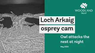 Owl attacks the nest and a egg is lost - Loch Arkaig Osprey cam highlights