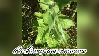 La Lampsane Commune(vertus, bienfaits)