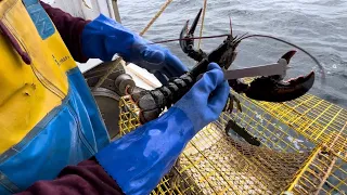 Checking Lobster Traps!  Episode 5