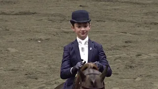 2024- UPHA CH 14 Spring Premier- Heidi & Gus in W/T Saddle Seat Equitation 11 & Under Championship