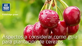 Aspectos a considerar como guía en la plantación de cerezos