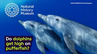 Do dolphins get high on pufferfish? | Surprising Science