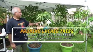 How to prune and dwarf container grown lychee fruit trees