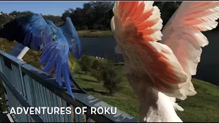 Roku & Pabu Surf the Winds