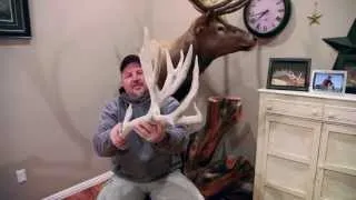 Giant Mule Deer Sheds from Wyoming and Arizona