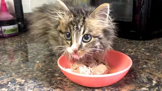 Kitten Eating Wet Food For First Time