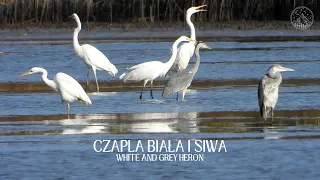 Czapla biała i siwa - żerowanie na stawach rybnych | White and grey heron