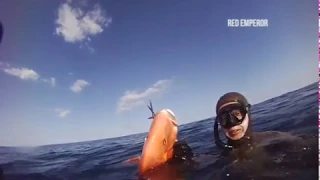 Massive shoals of Black Jew, Finger Mark & Red Emperor Spearfishing