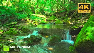 🌿 When you feel the stress of everyday life - use this nature video to get better 🌿🌊