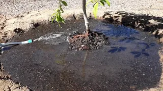 How I water a peach tree in the desert to get it huge!