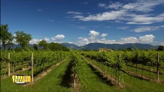 Valorizzazione dei prodotti agroalimentari alla 38° Festa dell'Agricoltura a Istrana