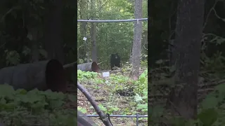 How Not to Hunt Black Bears with your Raven Crossbow