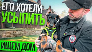 ДОБЕРМАН ЩЕНОК! ЕГО ХОТЕЛИ УСЫПИТЬ