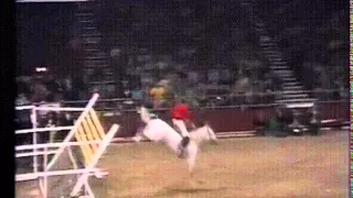 Мировой рекорд   лошадь перепрыгивает планку более 2,5 метра