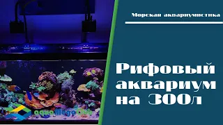 Аквариум "Морской риф" и его обитатели крупным планом