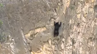Медведь альпинист