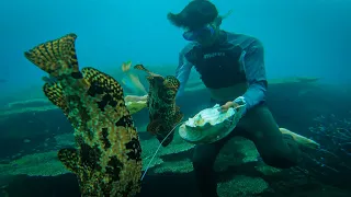 Hunting Grouper using Giant clam shell | Catch and Sell