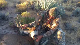 California Desert Mule Deer IMG 0117