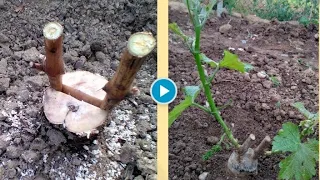 Grafting an old vine on a split🍇 (grafting grape)