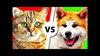 КОТЫ vs СОБАКИ