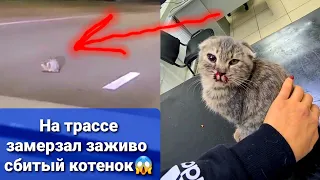 Котенка СБИЛА машина, потом мы нашли второго. УДАЛОСЬ ЛИ НАМ ИХ СПАСТИ😭