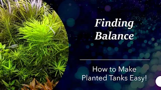 Finding Balance: Making Planted Tanks EASY! My aquarium plant talk at Keystone Clash 2023