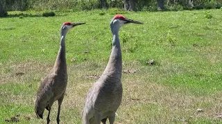 BIRD SOUNDS - BIG SANDHILL CRANES TALKING TO ME - FLORIDA WILDLIFE - FEEDING GIANT RED HEAD BIRDS