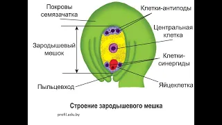 Образование  зародышевого мешка семязачатка. Решение  задач  с семязачатком