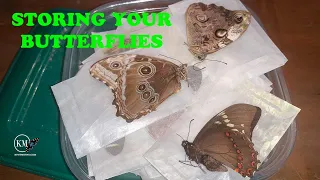 HOW TO PRESERVE AND STORE BUTTERFLY AND MOTH SPECIMENS