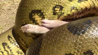 Anaconda Vs Pig (Eating Alive)