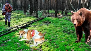 Охотник бросил раненную собаку в лесу. Но дальше произошло невероятное!