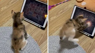 Kitten gets super excited to play tablet game for pets