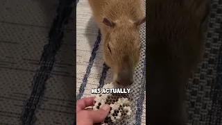 I Fed a Wasp Nest to Capybaras