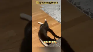 смех сквозь слезы. смешная подборка. собака.кошка #cute #cat #рек #юмор #тренд #funny #trend