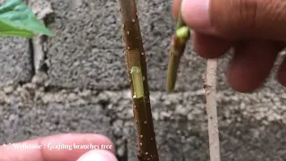 How To Graft Branches Tree With Sprouts small/Wrap With Plastic/Mulberry #grow #grafting #tree