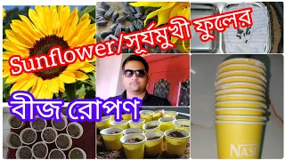 Seedlings are made from sunflower seeds/সূর্য মুখী গাছের বীজ থেকে চারা তৈরি part 1 video