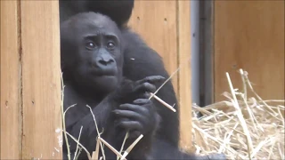 BABY GORILLA THANDIE PLAYING WITH DADDY