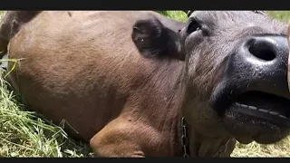 Сільське 🐮життя 🌿 і гори.