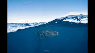 Swimming with the Whale Sharks